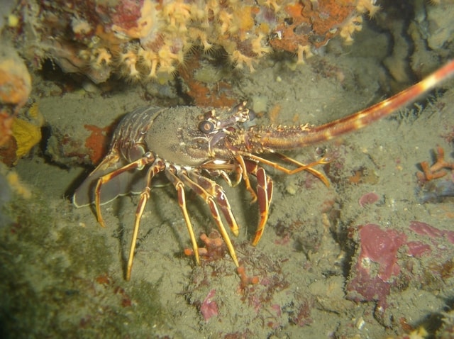 Fermeture Langouste