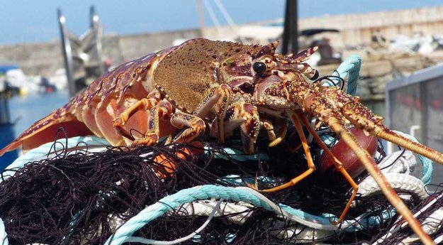 La langouste se raréfie mais la demande est toujours croissante. (C-M)