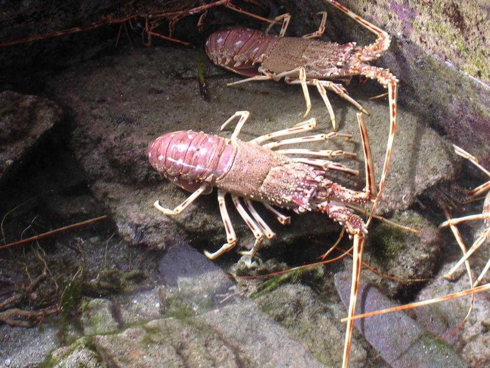 Fermeture Langouste