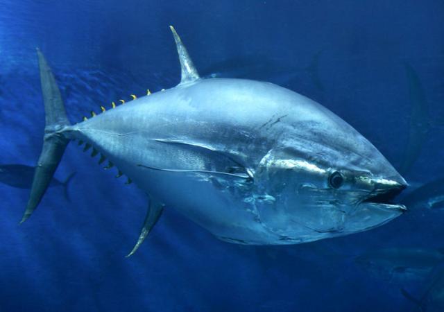 Ouverture de la pêche au thon rouge de Méditerranée pour les Palangriers et Cannes Ligne non Exclusif (titulaire de l'AEP)