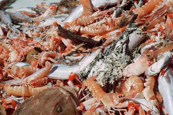 Schéma Régional de Développement et d’Equipements des ports de Pêche en Corse Schéma Régional de Développement et d’Equipements des ports de Pêche en Corse