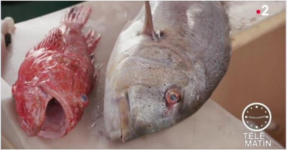 La pêche en Corse - Projet Moonfish