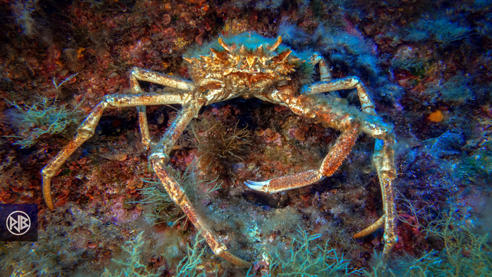 Araignée de mer / Gritta  Araignée de mer / Gritta