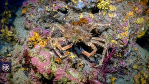 Araignée de mer / Gritta  Araignée de mer / Gritta