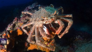 Araignée de mer / Gritta 