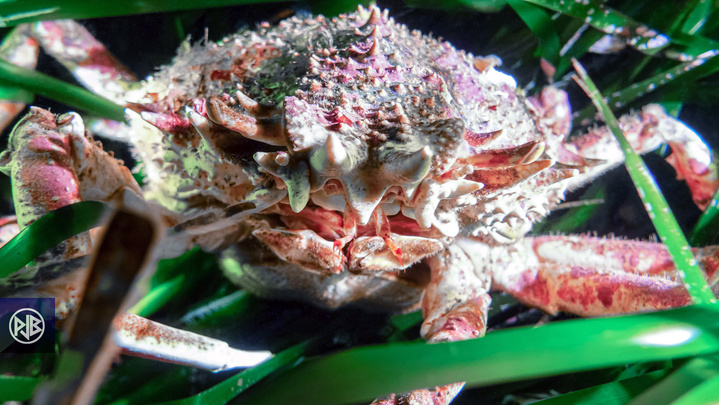 Araignée de mer / Gritta 