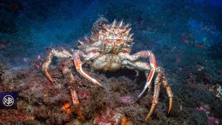 Araignée de mer / Gritta  Araignée de mer / Gritta