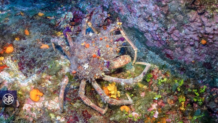 Araignée de mer / Gritta 