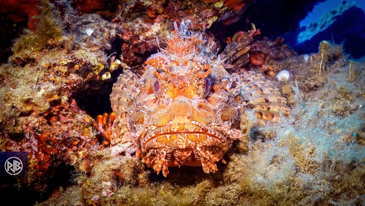 Chapon - Rascasse rouge / Cappone Chapon - Rascasse rouge / Cappone