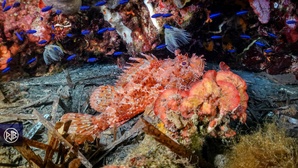 Chapon - Rascasse rouge / Cappone Chapon - Rascasse rouge / Cappone