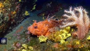 Chapon - Rascasse rouge / Cappone Chapon - Rascasse rouge / Cappone