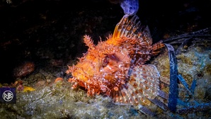 Chapon - Rascasse rouge / Cappone Chapon - Rascasse rouge / Cappone