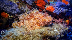 Chapon - Rascasse rouge / Cappone Chapon - Rascasse rouge / Cappone