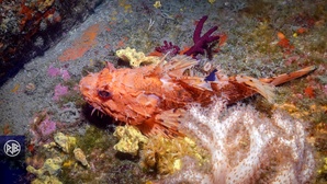 Chapon - Rascasse rouge / Cappone Chapon - Rascasse rouge / Cappone