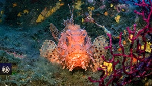 Chapon - Rascasse rouge / Cappone Chapon - Rascasse rouge / Cappone