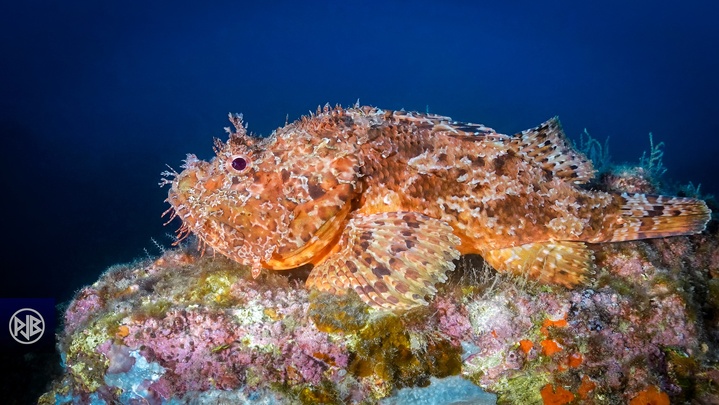 Chapon - Rascasse rouge / Cappone Chapon - Rascasse rouge / Cappone