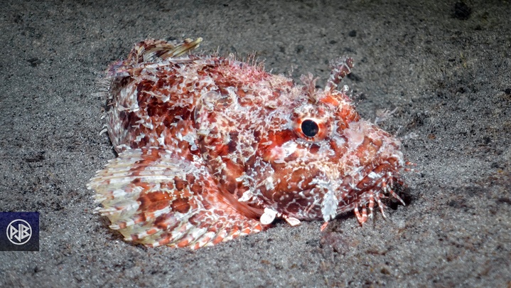 Chapon - Rascasse rouge / Cappone Chapon - Rascasse rouge / Cappone