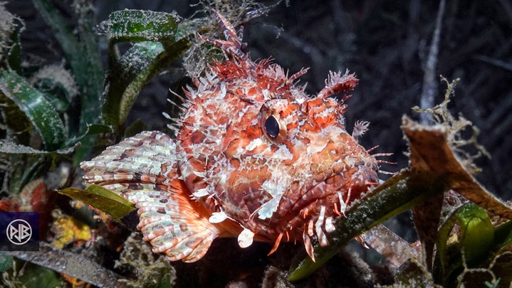 Chapon - Rascasse rouge / Cappone Chapon - Rascasse rouge / Cappone
