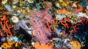 Corail rouge de méditerranée / Curallu rossu