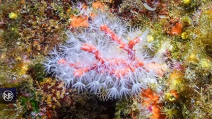 Corail rouge de méditerranée / Curallu rossu