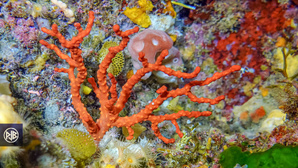Corail rouge de méditerranée / Curallu rossu