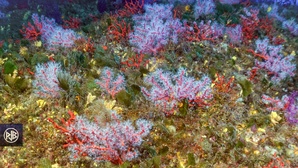 Corail rouge de méditerranée / Curallu rossu