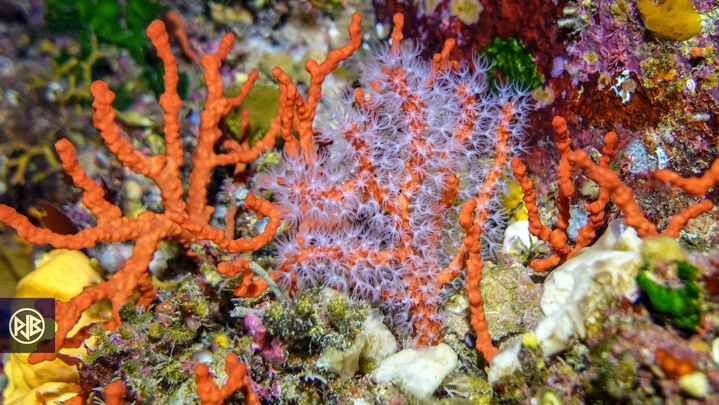 Corail rouge de méditerranée / Curallu rossu
