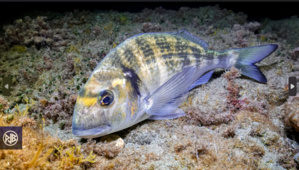 Dorade Royale Dorade Royale
