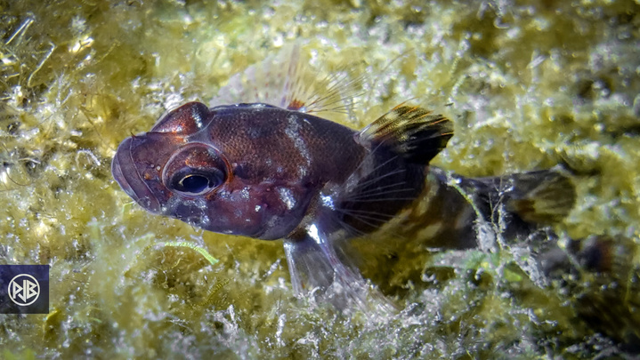 Gobie paganel / Mazzacarò Gobie paganel / Mazzacarò