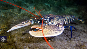 Homard européen / Lucapante