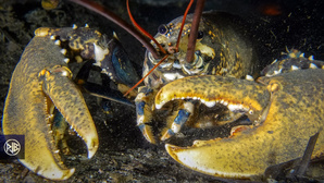 Homard européen / Lucapante