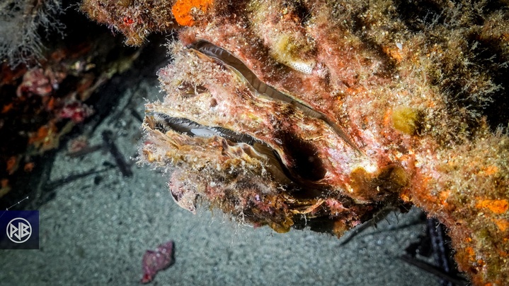 Huitre plate et huitre creuse / Ostriccia Huitre plate et huitre creuse / Ostriccia