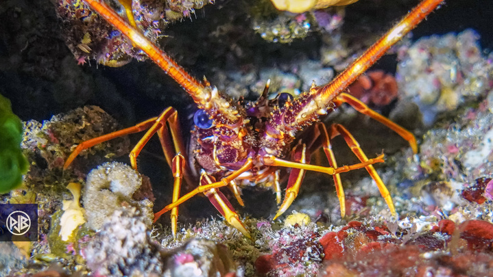 Langouste / Lingusta Langouste / Lingusta