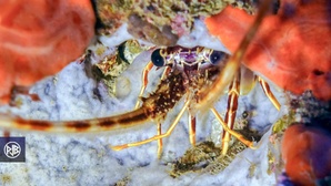 Langouste / Lingusta Langouste / Lingusta