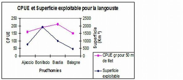 Langouste / Lingusta