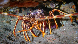 Langouste / Lingusta Langouste / Lingusta