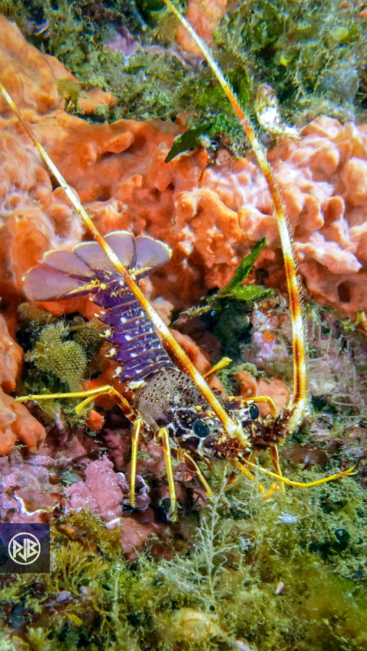 Langouste / Lingusta