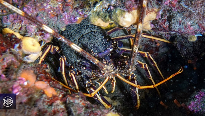 Langouste / Lingusta