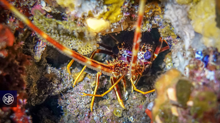 Langouste / Lingusta Langouste / Lingusta