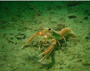 Langoustine / Langustina Langoustine / Langustina