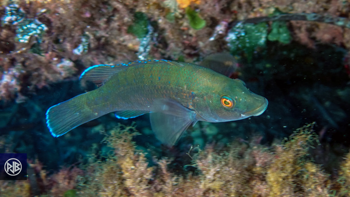 Labre merle / Mèrula Labre merle / Mèrula