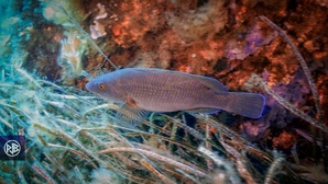 Labre merle / Mèrula Labre merle / Mèrula