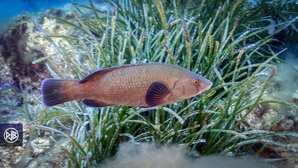 Labre merle / Mèrula Labre merle / Mèrula