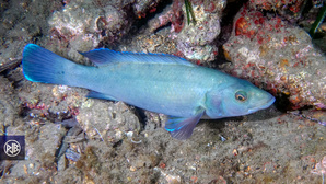 Labre merle / Mèrula Labre merle / Mèrula