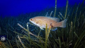 Labre merle / Mèrula Labre merle / Mèrula
