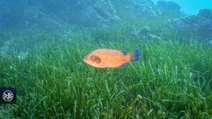 Labre merle / Mèrula Labre merle / Mèrula