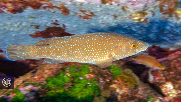 Labre merle / Mèrula Labre merle / Mèrula