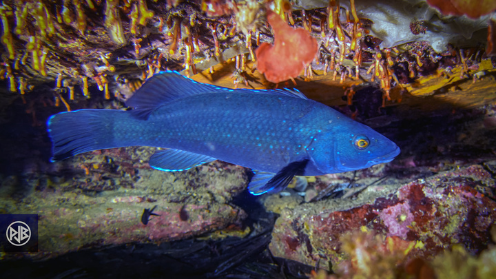 Labre merle / Mèrula Labre merle / Mèrula