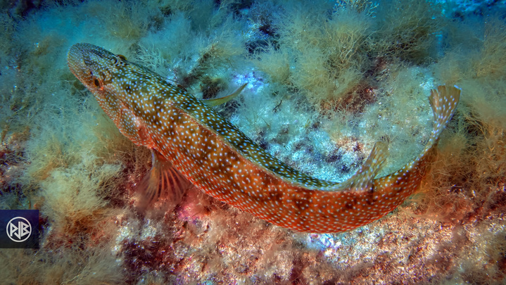 Labre merle / Mèrula Labre merle / Mèrula