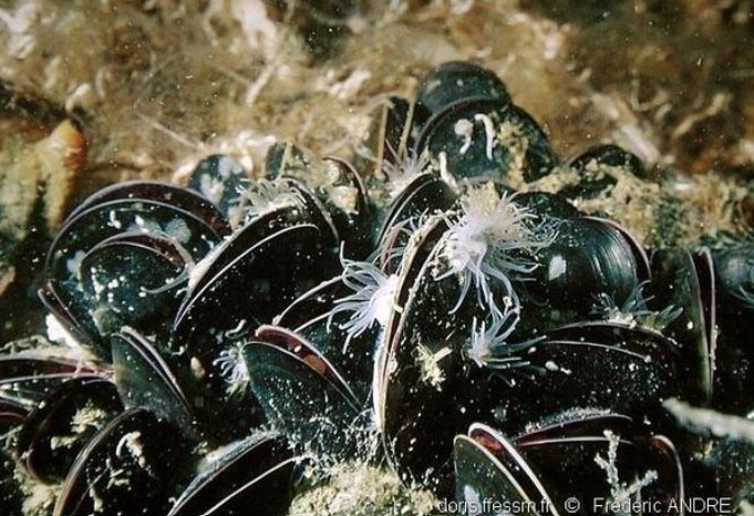 Moule Méditerranéenne / Muscula Moule Méditerranéenne / Muscula